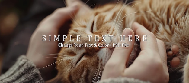 PSD a gentle touch orange tabby cat being petted by human hands