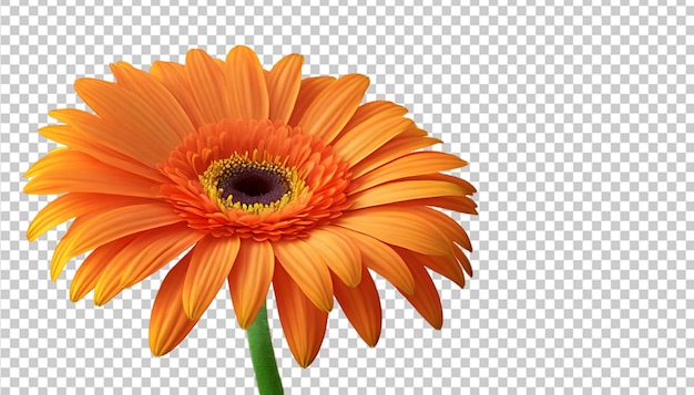 Gerbera Orange Floral Element on Transparent Background