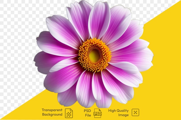 Gerbera purple and white flower on transparent background