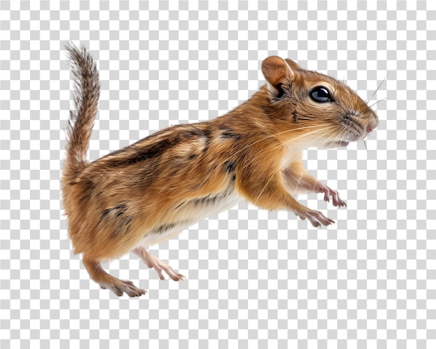 PSD gerbil jumping in the air on transparent background