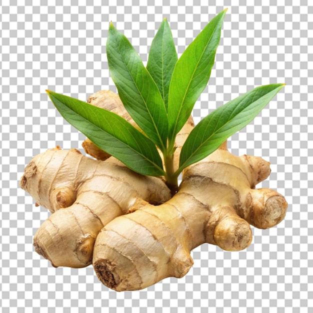 ginger herb with leaf transparent background