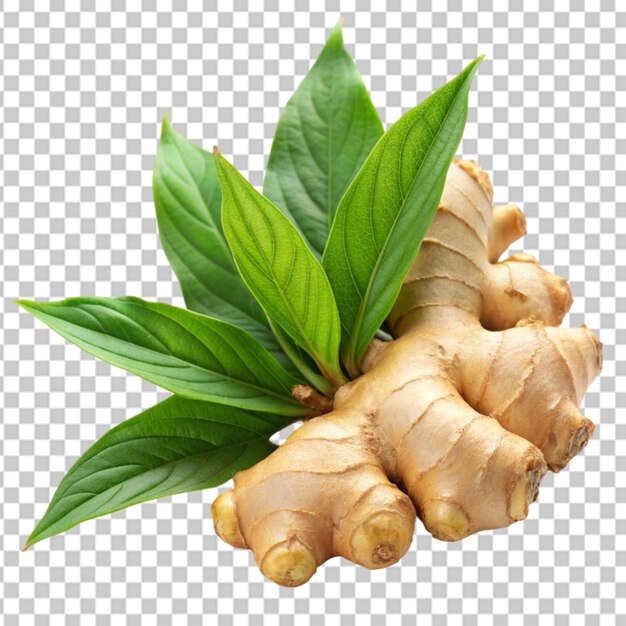 ginger herb with leaf transparent background