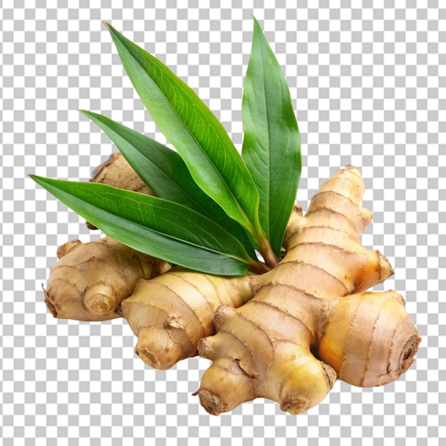 ginger herb with leaf transparent background