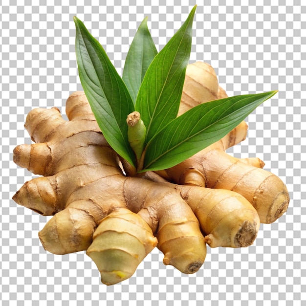 ginger herb with leaf transparent background