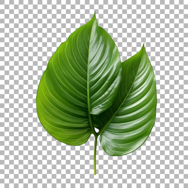 Ginger plant leaf on transparent background