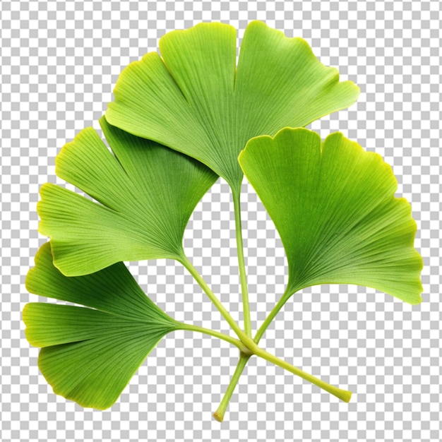 Ginkgo biloba leaves isolated on transparent background