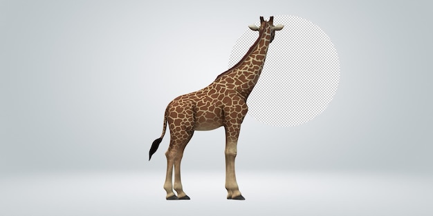 PSD giraffe isolated on a transparent background