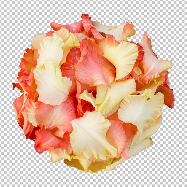 Gladiolus flower petals isolated rendering