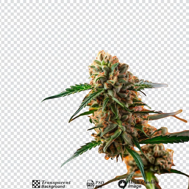 gmo strawnana cannabis bud isolated on transparent backgroundpng