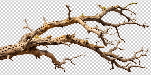 PSD gnarled and dry tree branch cut out transparent