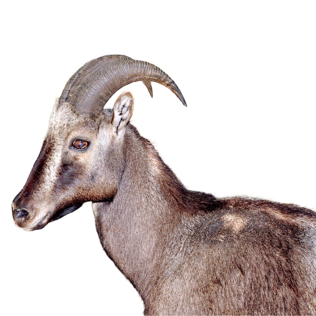 PSD a goat with horns that is brown and has a white background