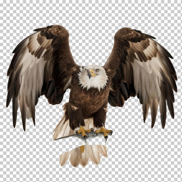 PSD golden eagle in a perched position isolated on transparent background