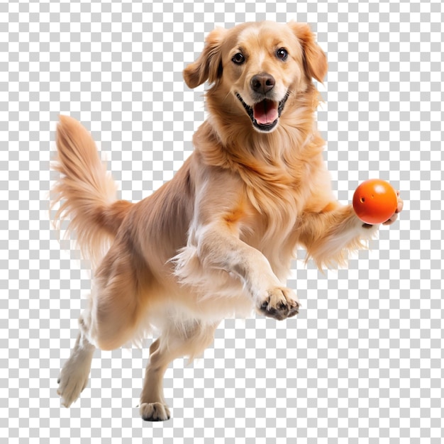 Golden retriever dog jumping happily and playing isolated on transparent background