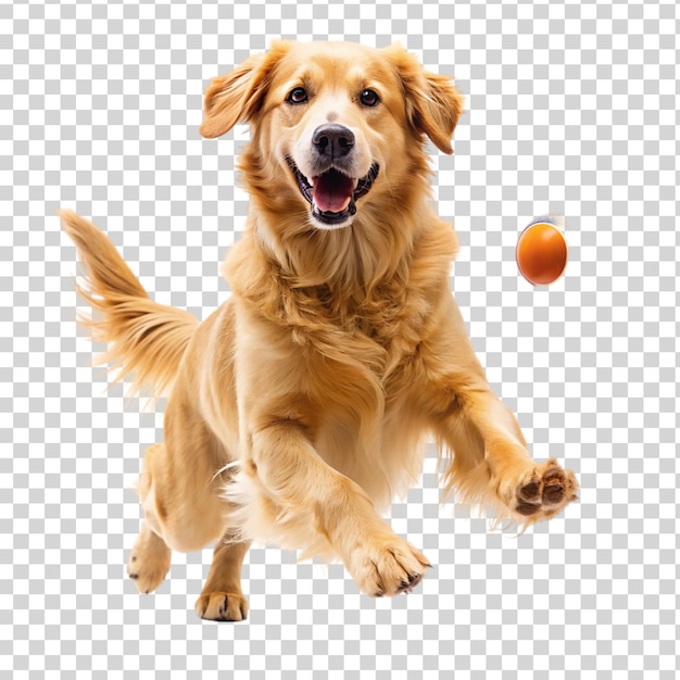 Golden retriever dog jumping happily and playing isolated on transparent background