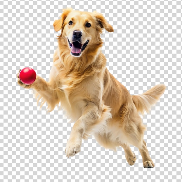 Golden retriever dog jumping happily and playing isolated on transparent background