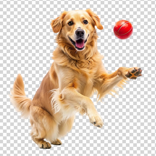 Golden retriever dog jumping happily and playing isolated on transparent background