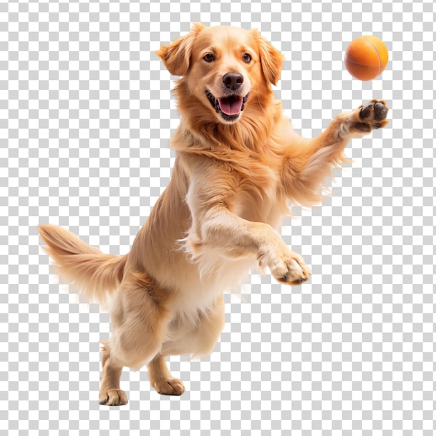 Golden retriever dog jumping happily and playing isolated on transparent background