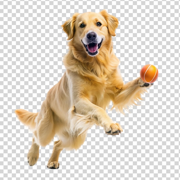 PSD golden retriever dog jumping happily and playing isolated on transparent background