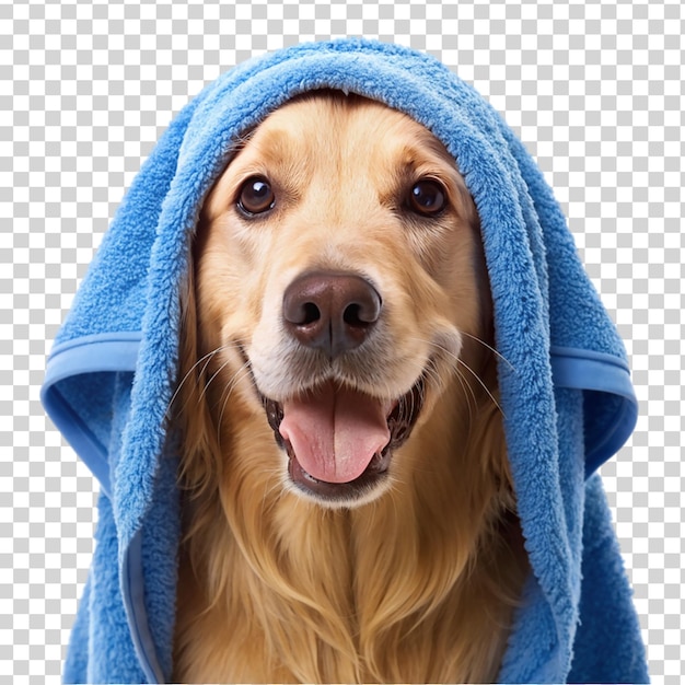 Golden retriever wearing blue towel it s head isolated on transparent background