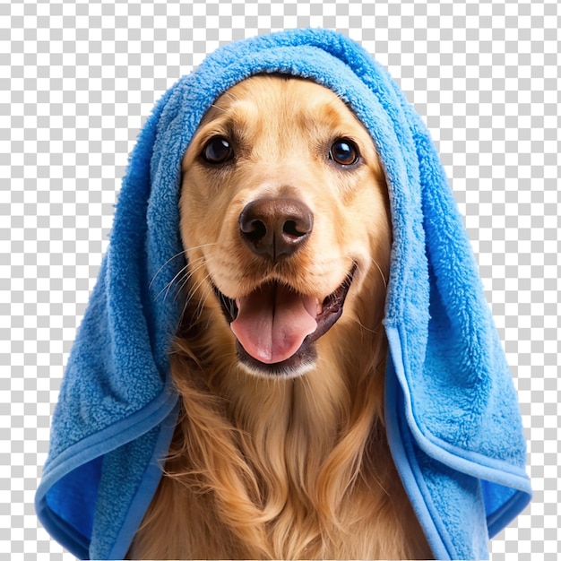 PSD golden retriever wearing blue towel it s head isolated on transparent background