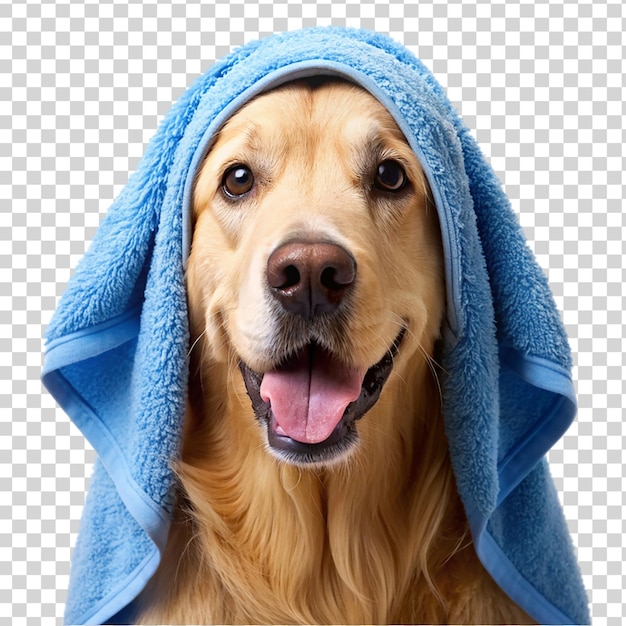 Golden retriever wearing blue towel it s head isolated on transparent background