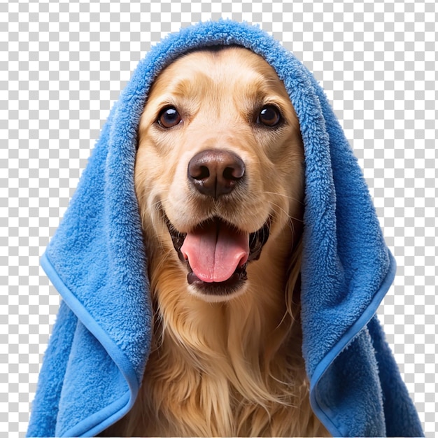 PSD golden retriever wearing blue towel it s head isolated on transparent background