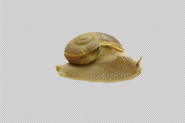 golden snail