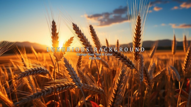 PSD golden sunset over wheat field