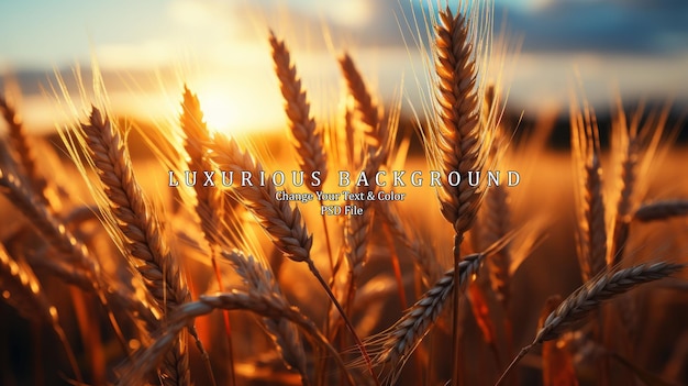 Golden sunset over wheat field