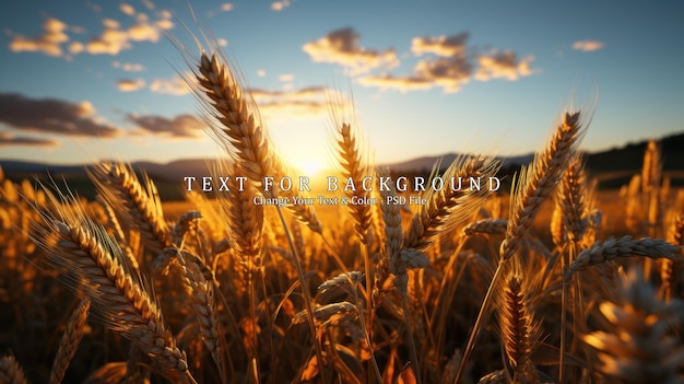 PSD golden wheat field at sunset