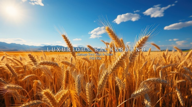 golden wheat field with blue sky and clouds panoramic