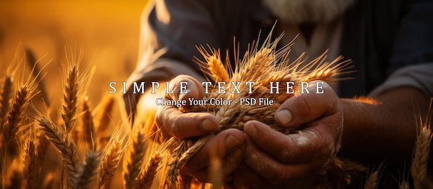 PSD golden wheat held by farmers hand