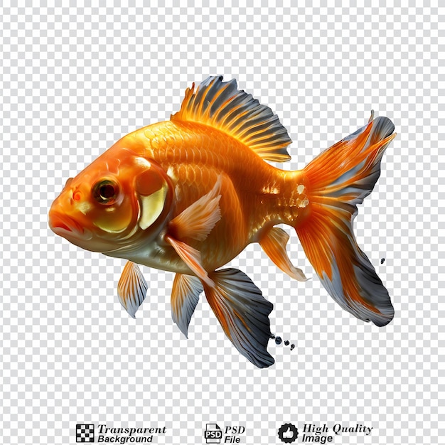 goldfish isolated on transparent background