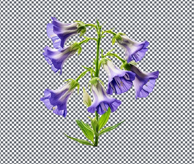 PSD good looking canterbury bells isolated on transparent background