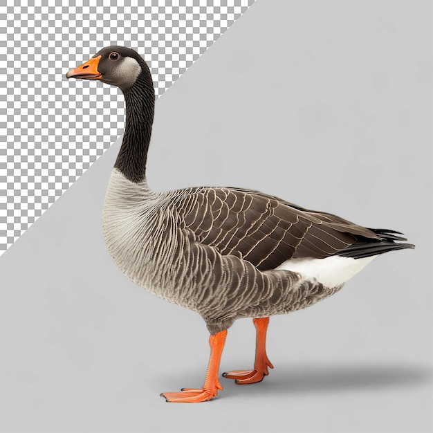 goose Animal On Transparent background