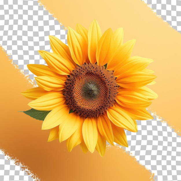 Gorgeous sunflower against transparent background