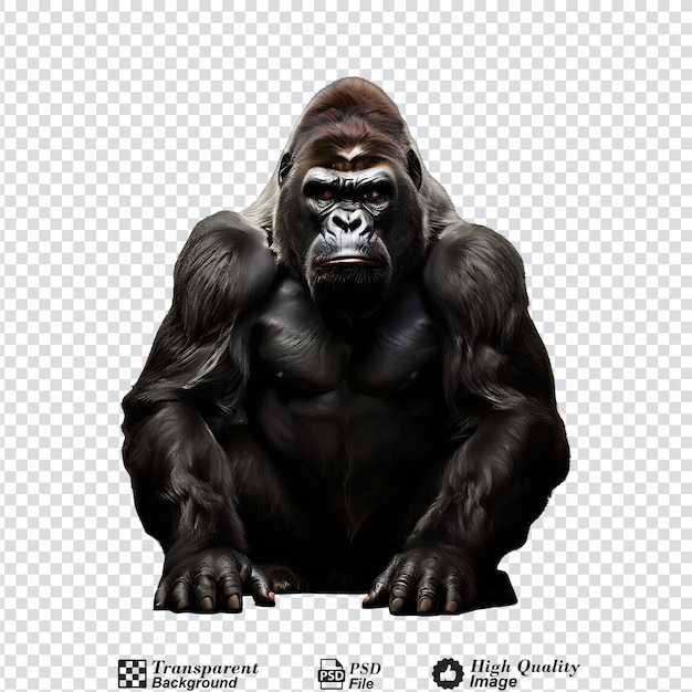 gorilla isolated on transparent background