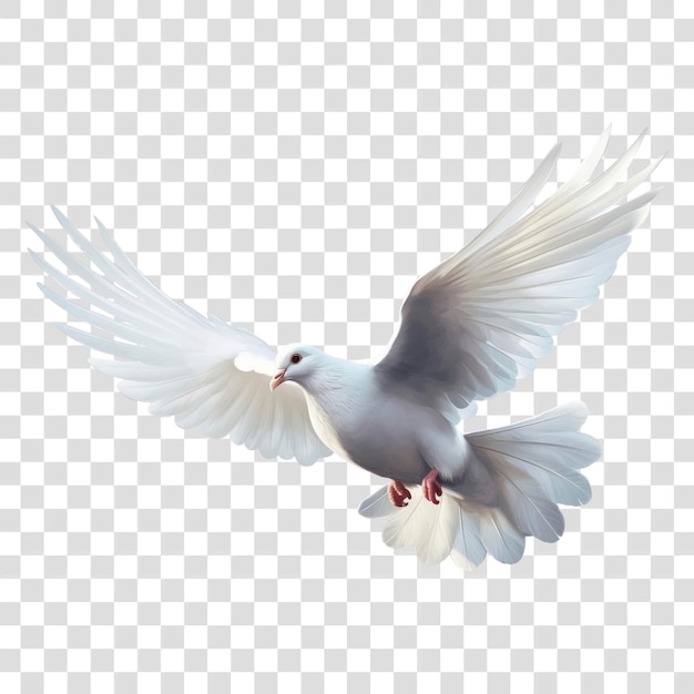 PSD graceful white dove in flight