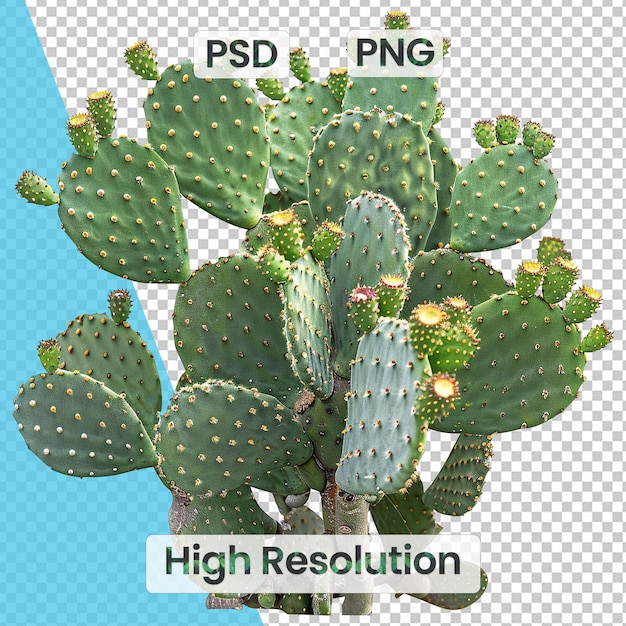 PSD grand saguaro cactus with tall ribbed body branching arms and intricate spines on transparent backgr