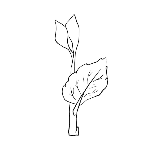 PSD grape plant sprout line art illustration