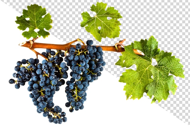 grapes on a transparent background with a shadow