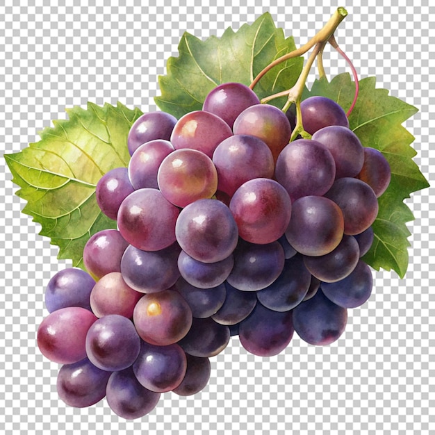 grapes on transparent background