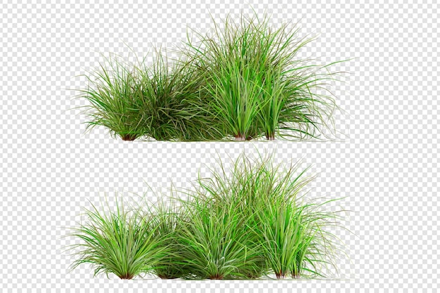 Grass in 3d rendering isolated