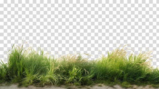 grass border png isolated on transparent background