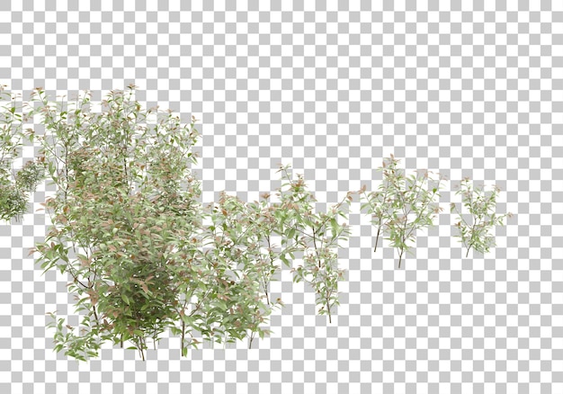 Grass field with transparent background 3d rendering illustration