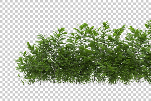 Grass field with transparent background 3d rendering illustration