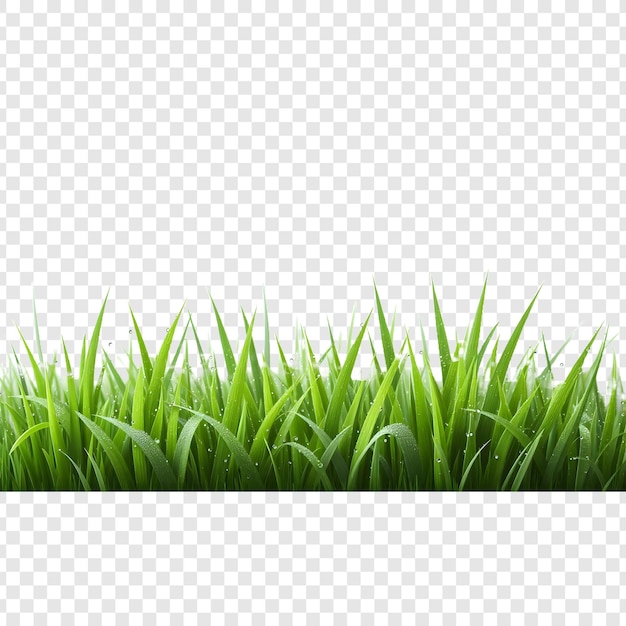 Grass isolated on transparent background