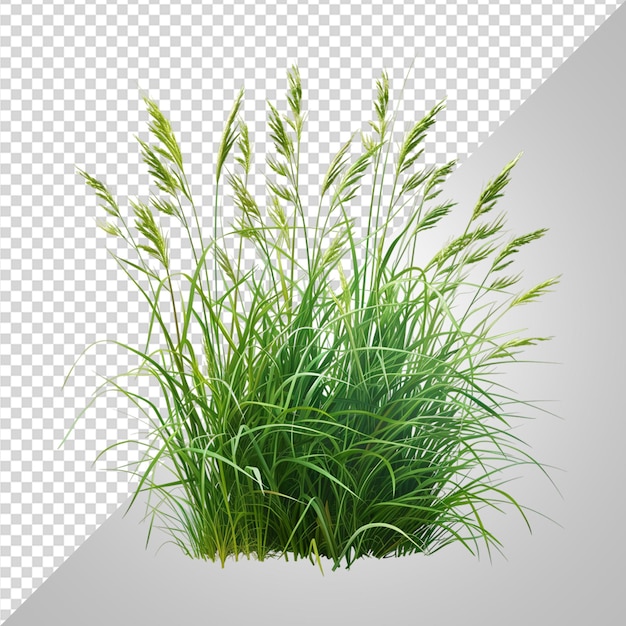 grass png