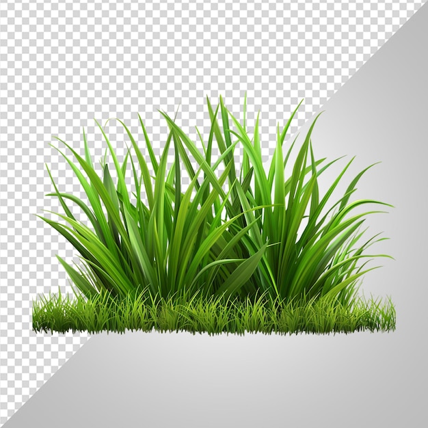 grass png