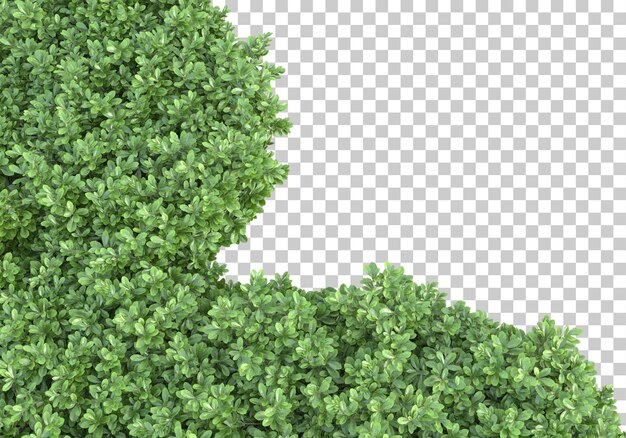 Grass scene on transparent background 3d rendering illustration